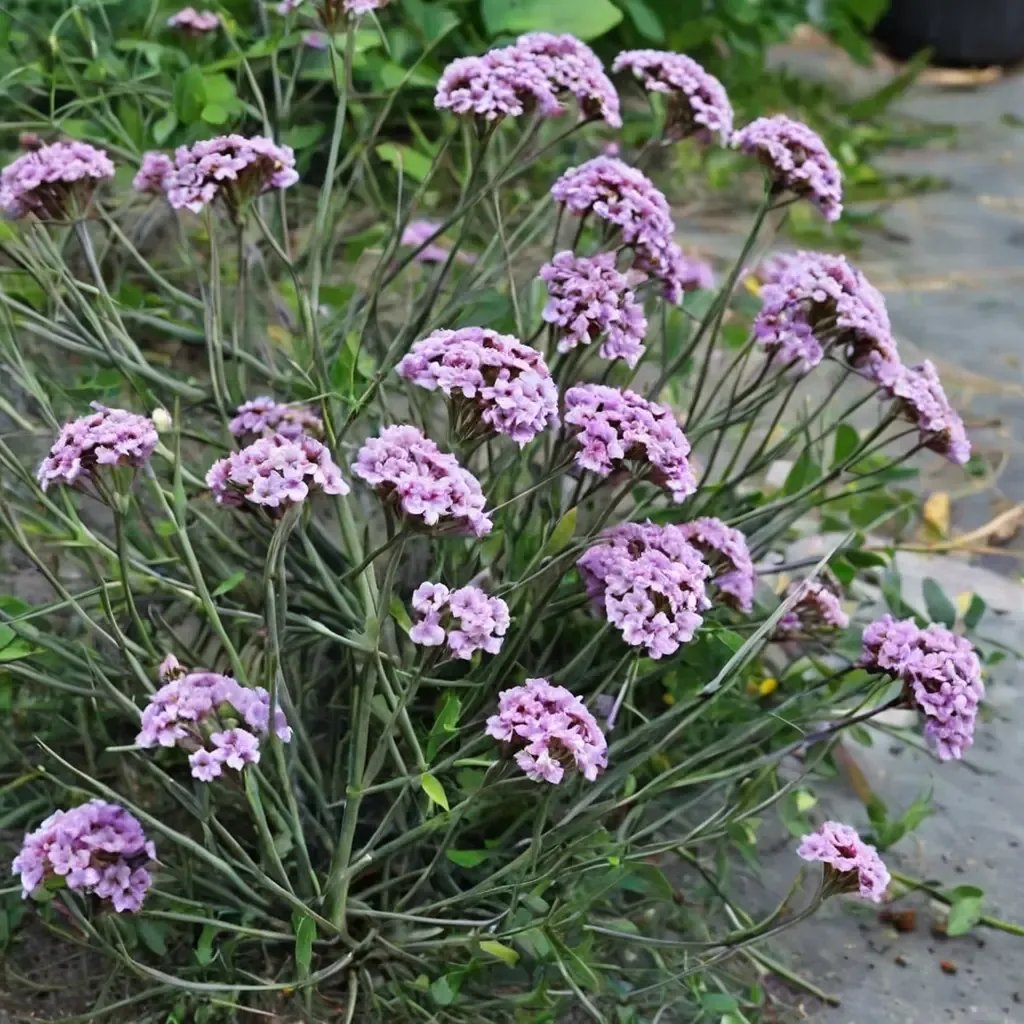 Verbena bonariensis 'Lollipop'