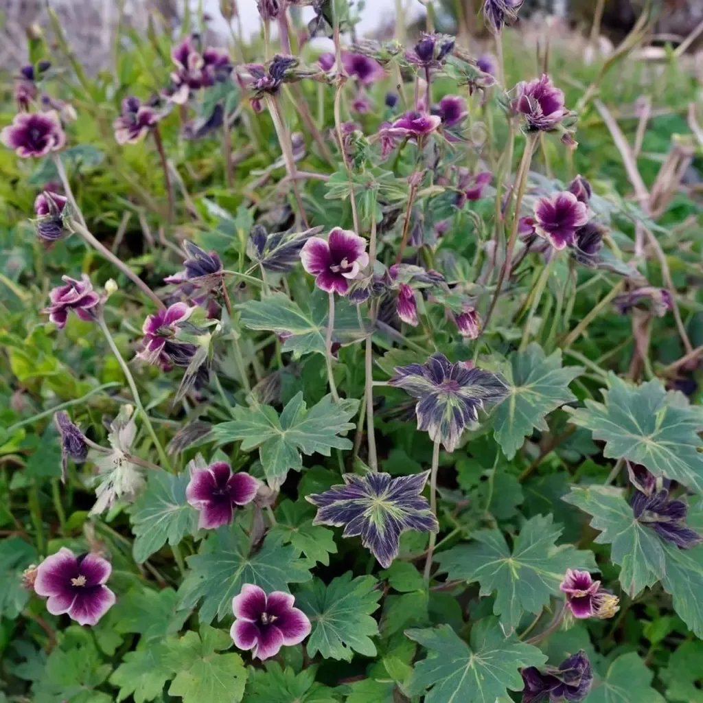 Geranium phaeum 'Samobor'