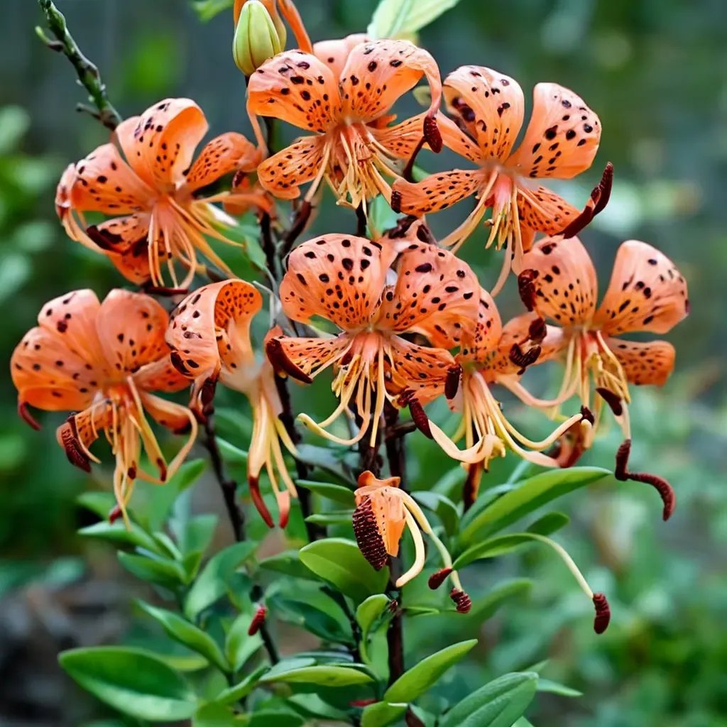 Lilium lancifolium 'Splendens'