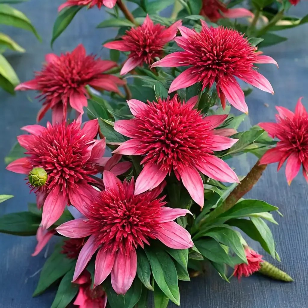 Echinacea purpurea 'Sunny Days'