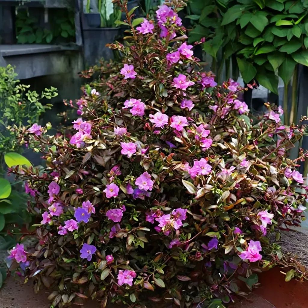 Centradenia floribunda