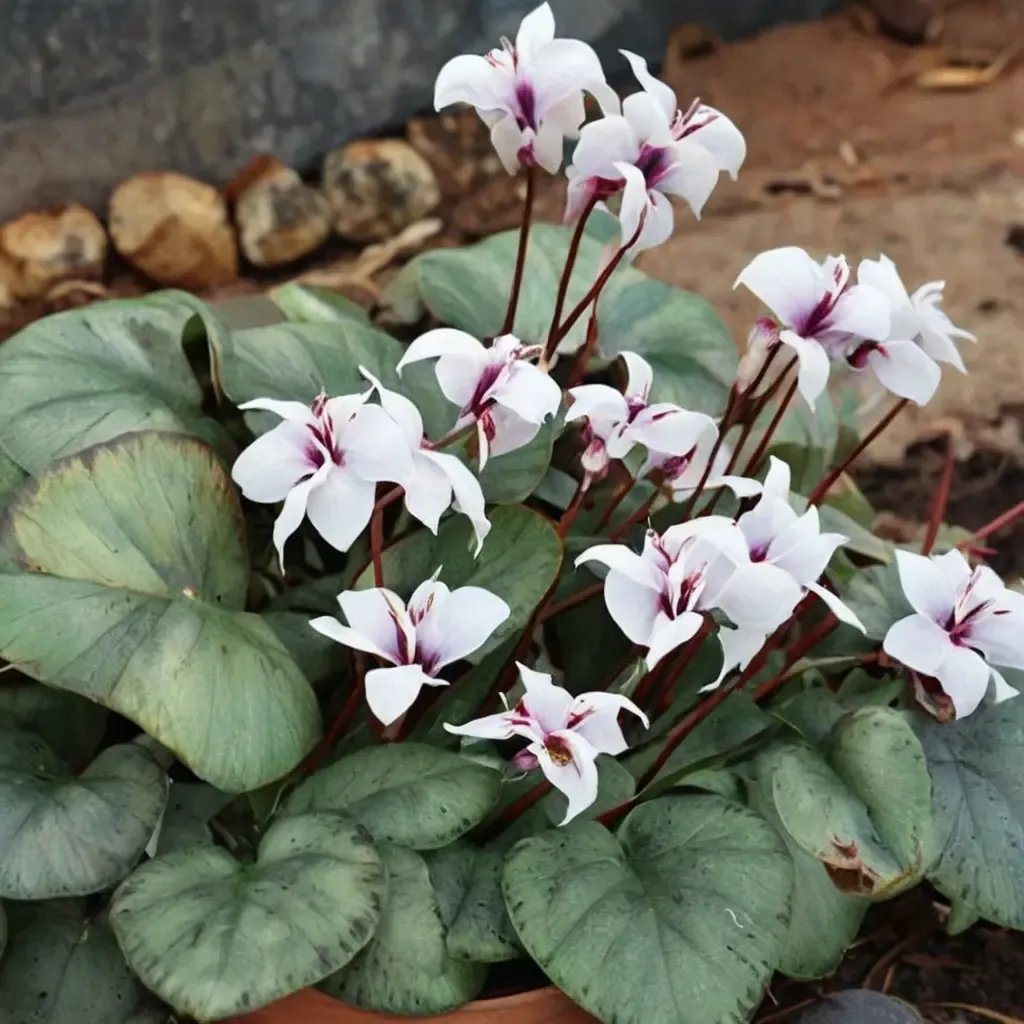 Cyclamen coum 'Maurice Dryden'