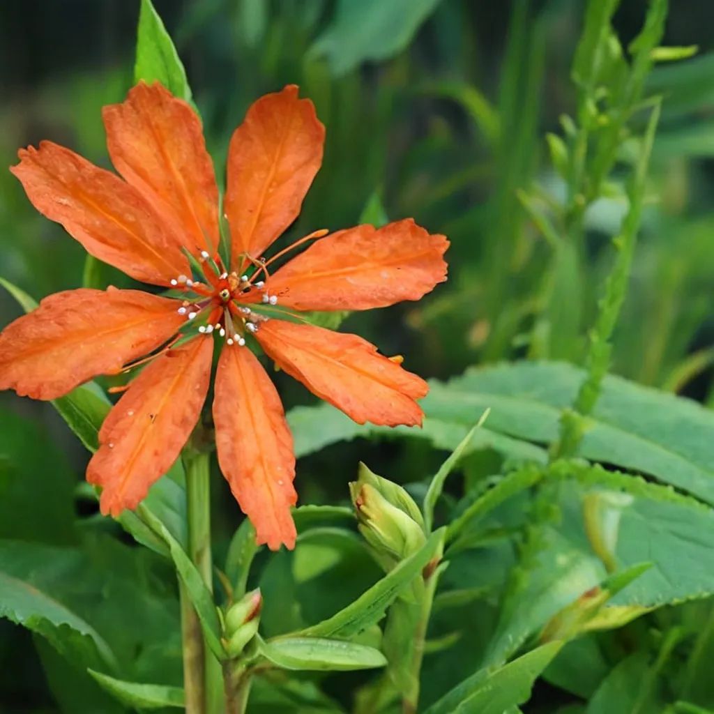 Lychnis cognata 'Sweet Orange'