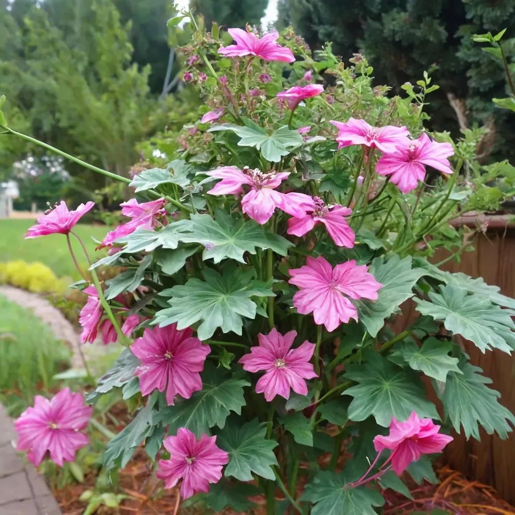 Lavatera assurgentiflora
