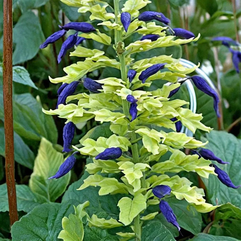 Salvia mexicana 'Limelight'