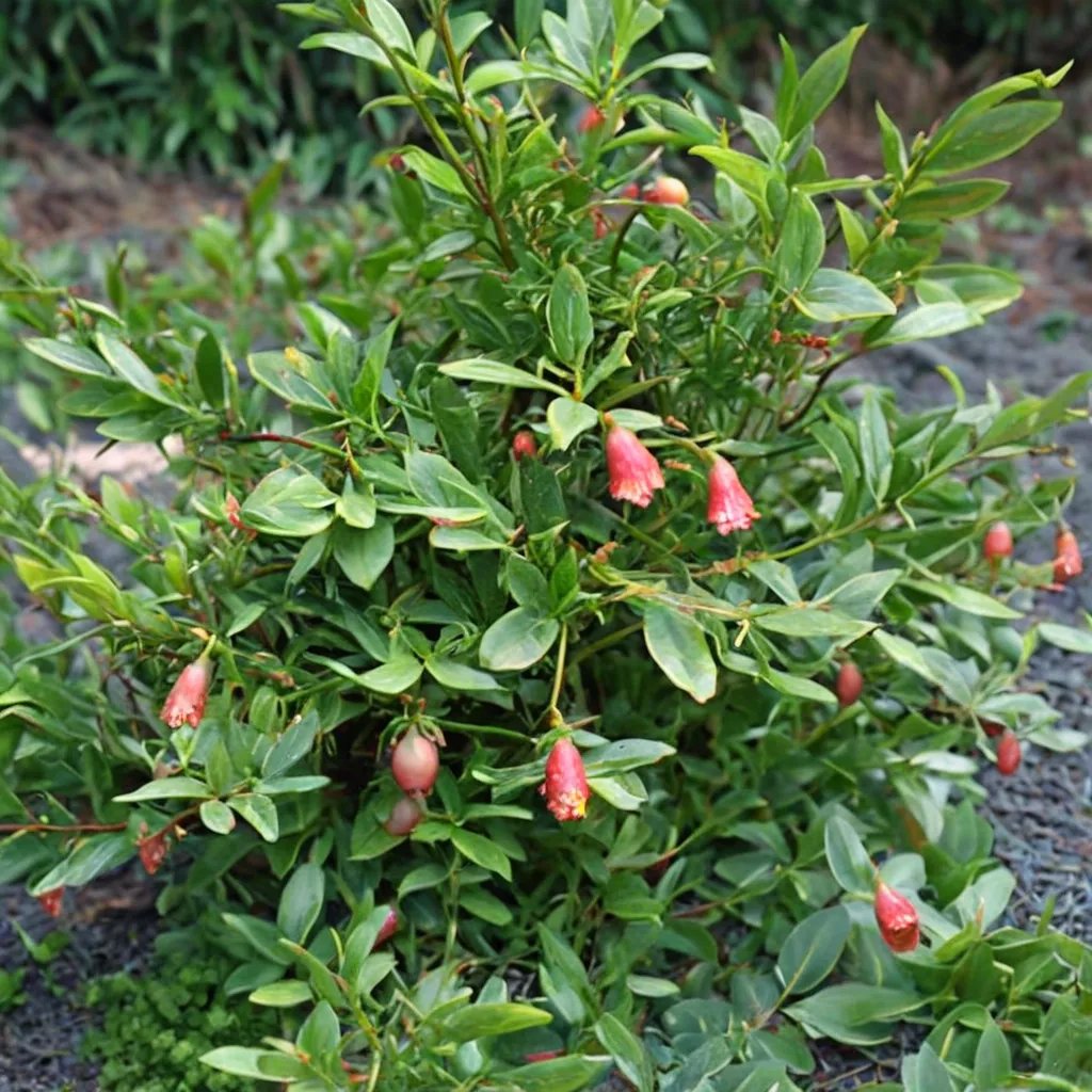 Punica granatum 'State Fair'
