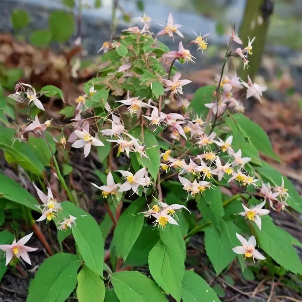 Epimedium x rubrum 'Mini Pearl'
