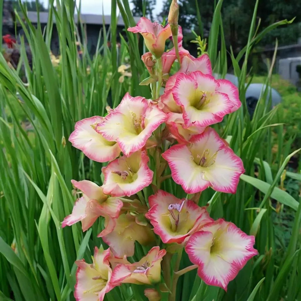 Gladiolus hortulanus