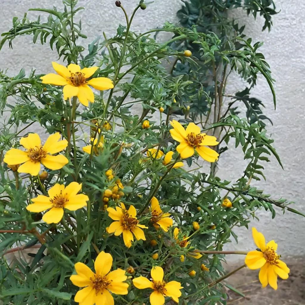 Mexican Marigold