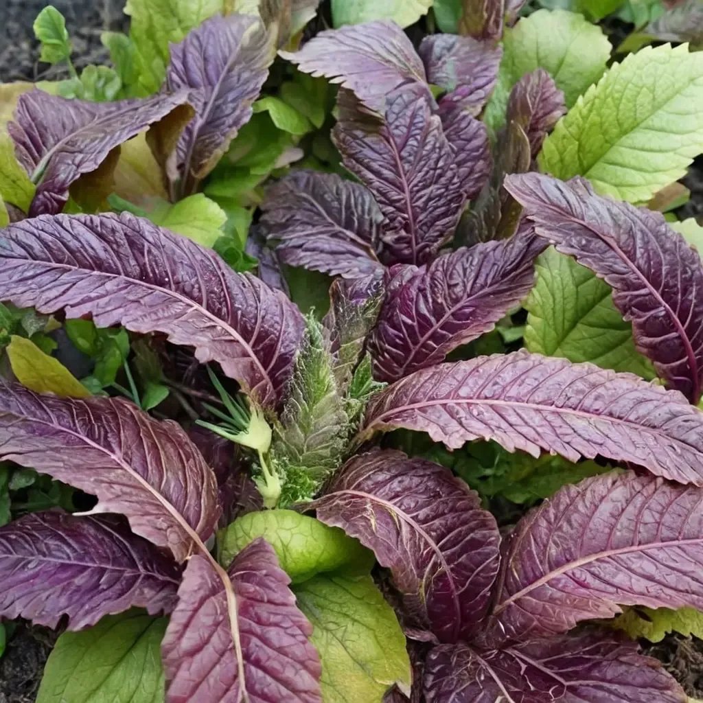 Brassica juncea 'Osaka Purple'
