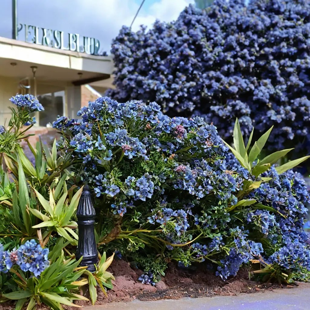 Ceanothus x impressus 'Dark Star'