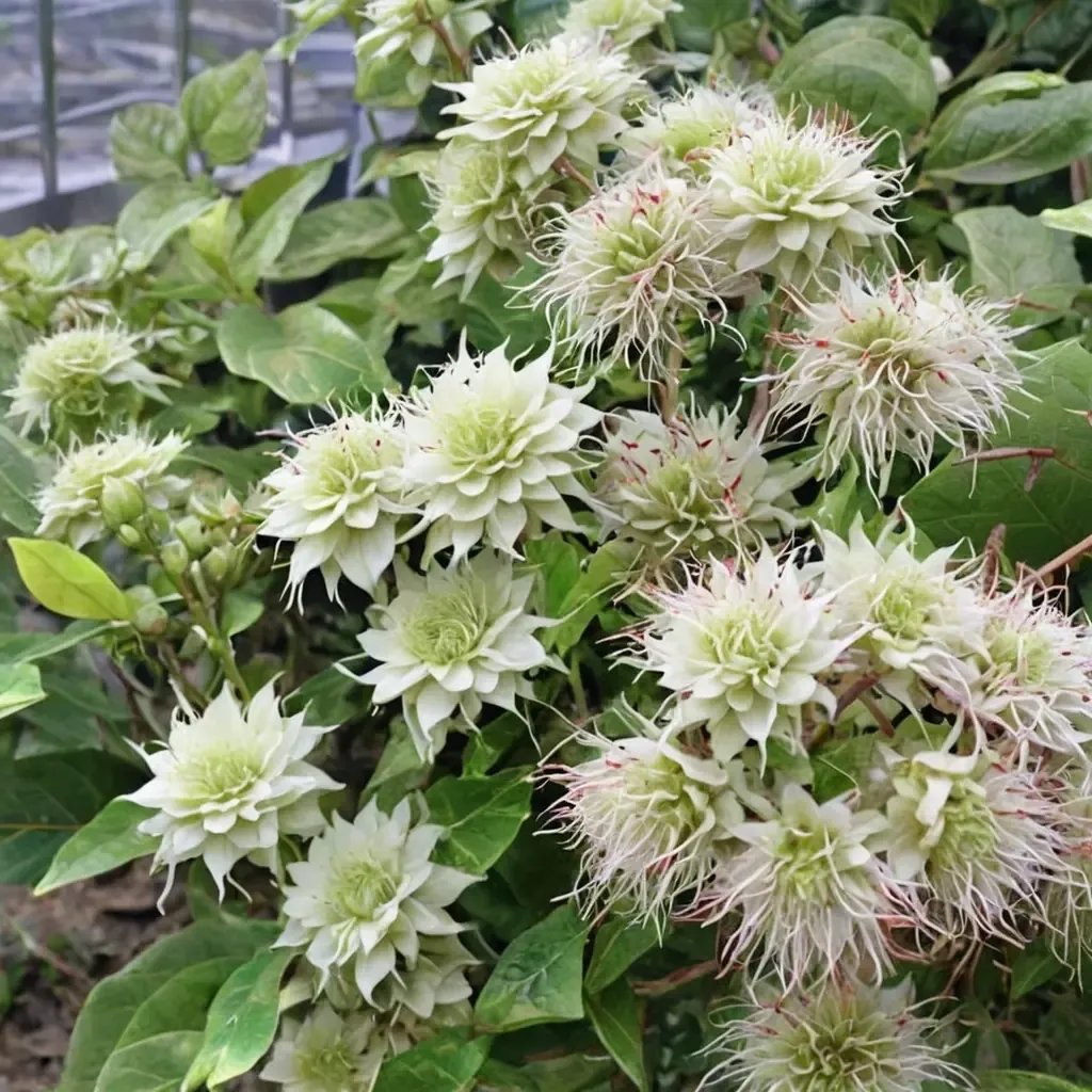 Clematis vitalba 'Manju'