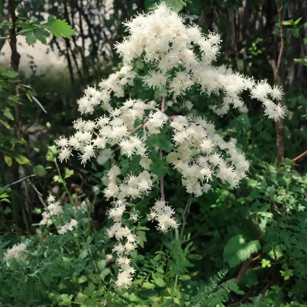 Oceanspray