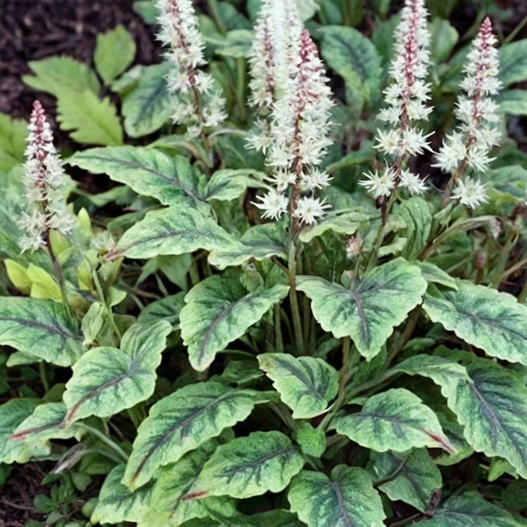 Tiarella x hybrida 'Eco Rambling Silhouette'