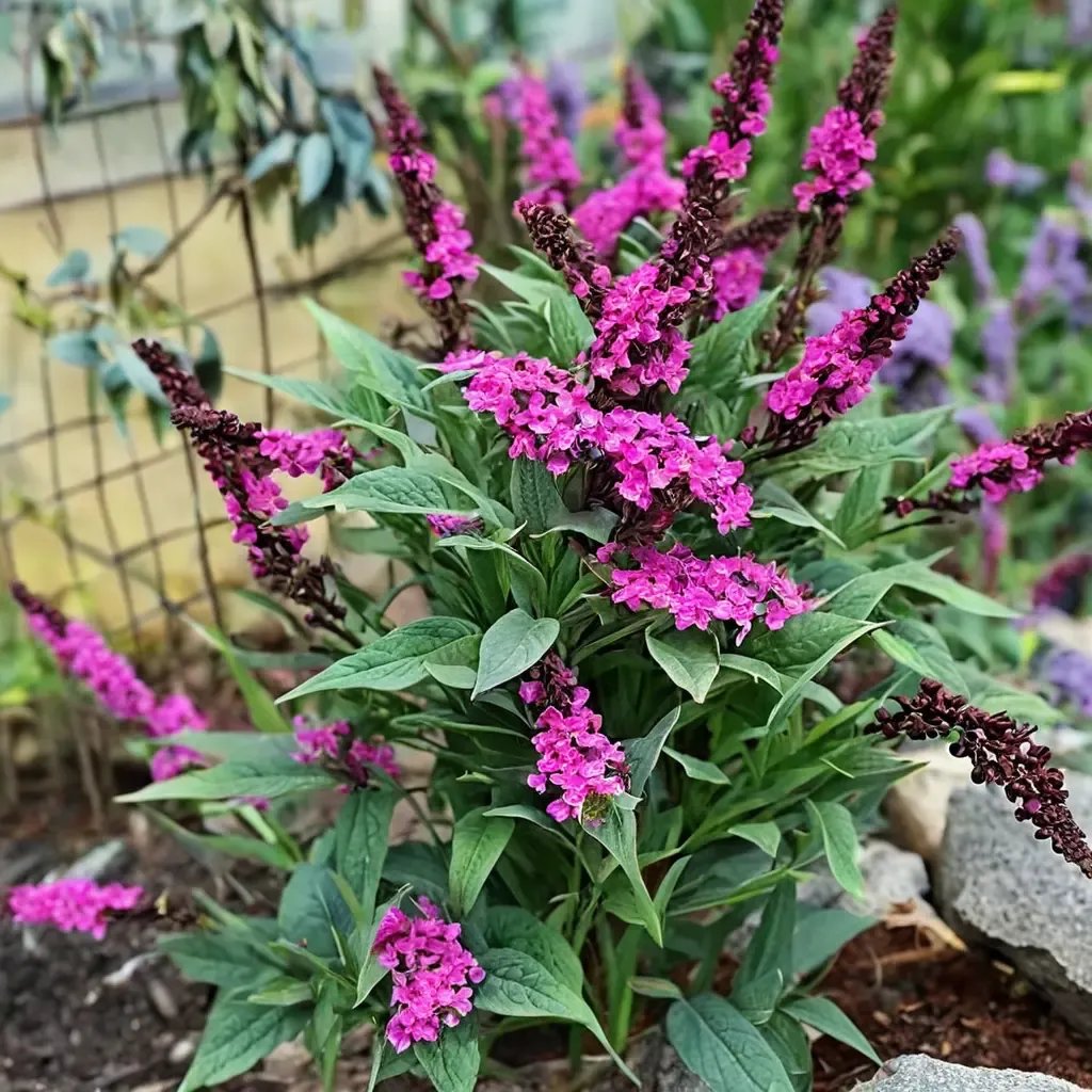 Buddleja davidii 'Hot Raspberry'