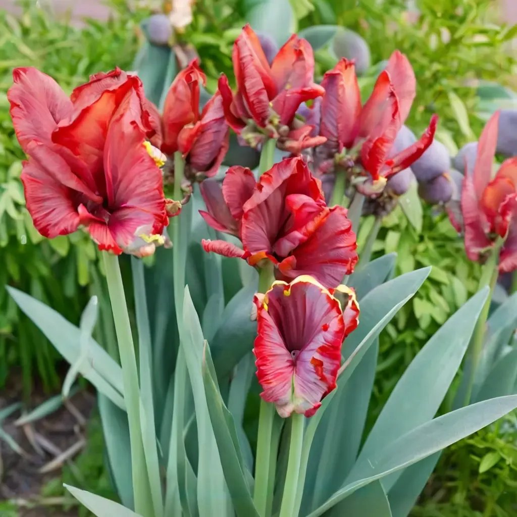 Tulipa sylvestris 'Rococo'