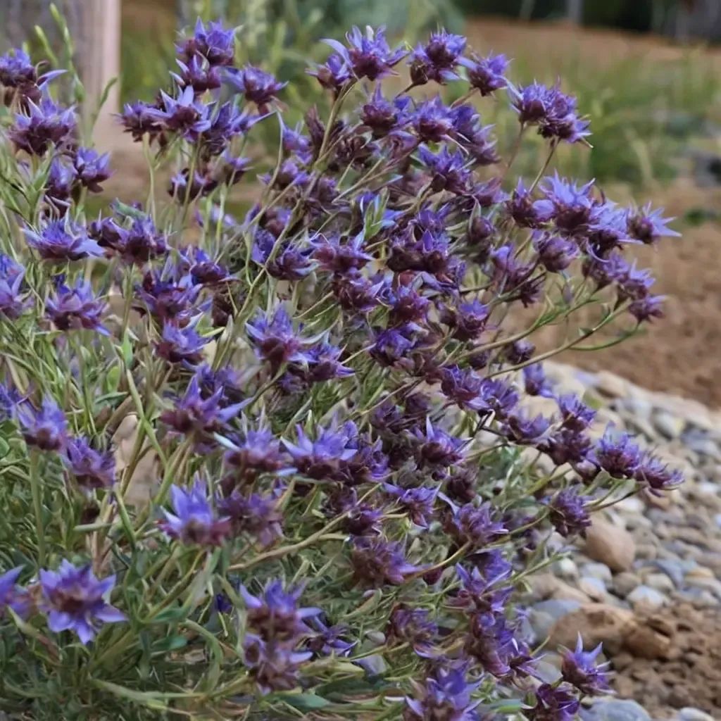 Salvia nemorosa 'Celestial Blue'