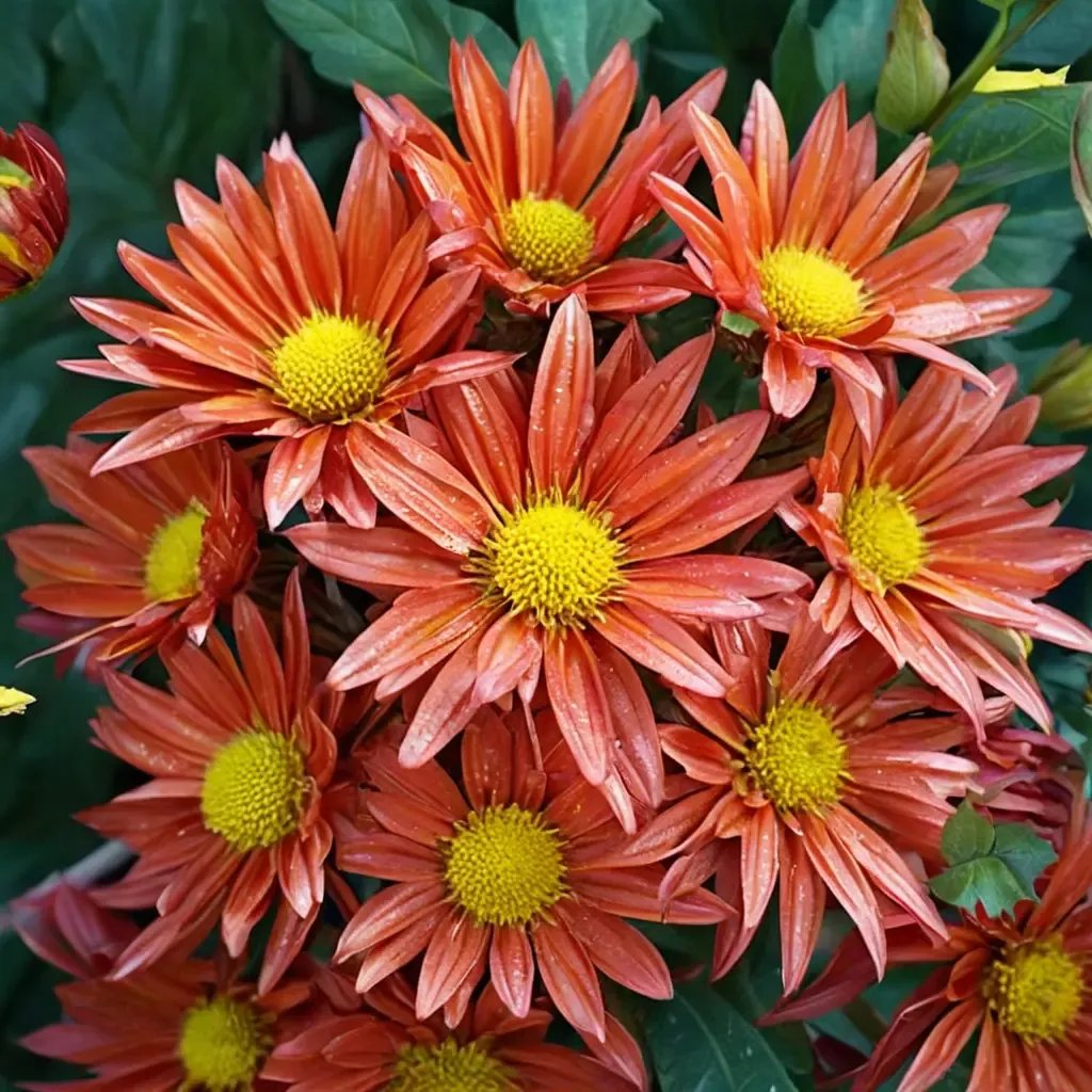 Chrysanthemum x morifolium 'Tangerine Spoon'