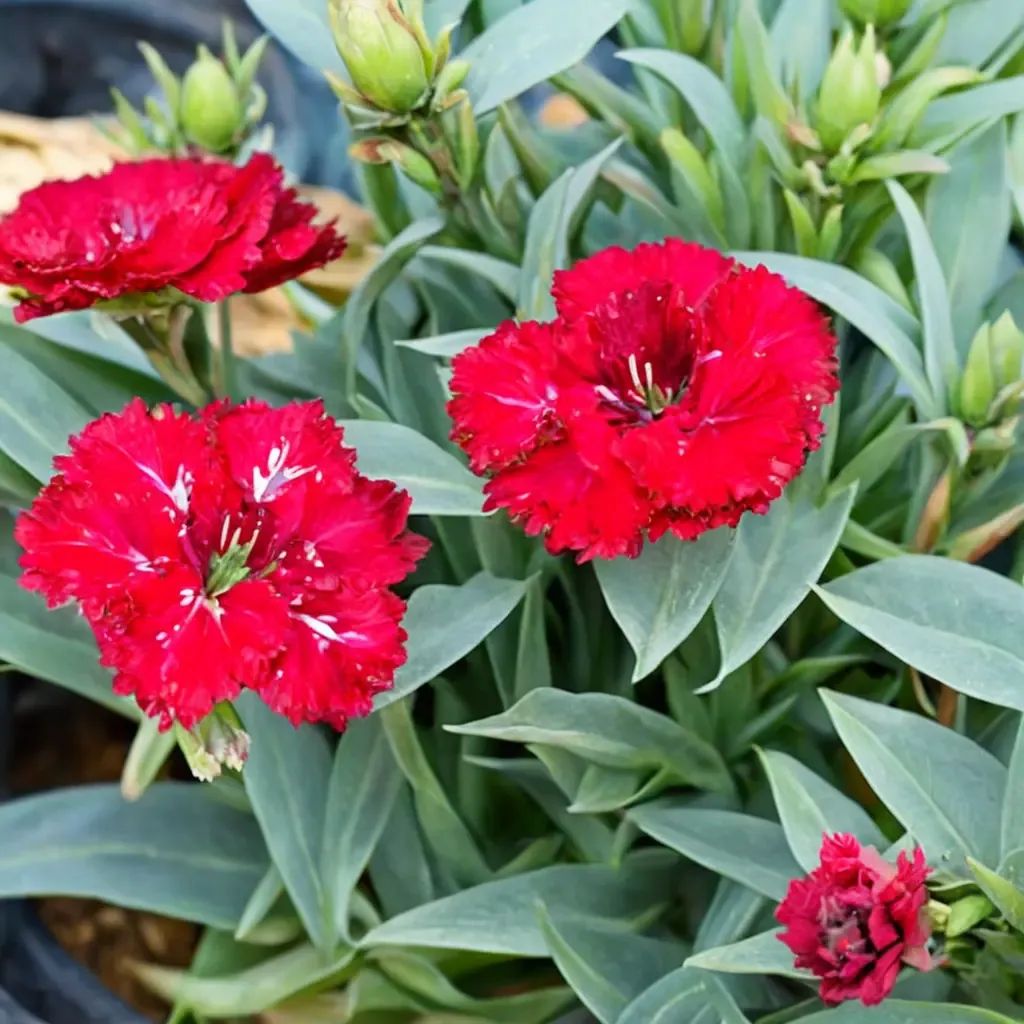 Dianthus caryophyllus 'Constant Beauty Red'