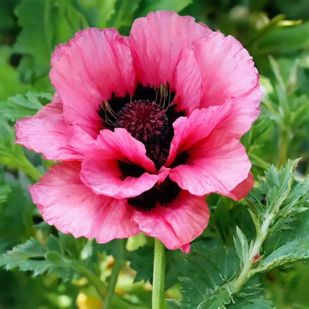 Papaver orientale 'Raspberry Queen'