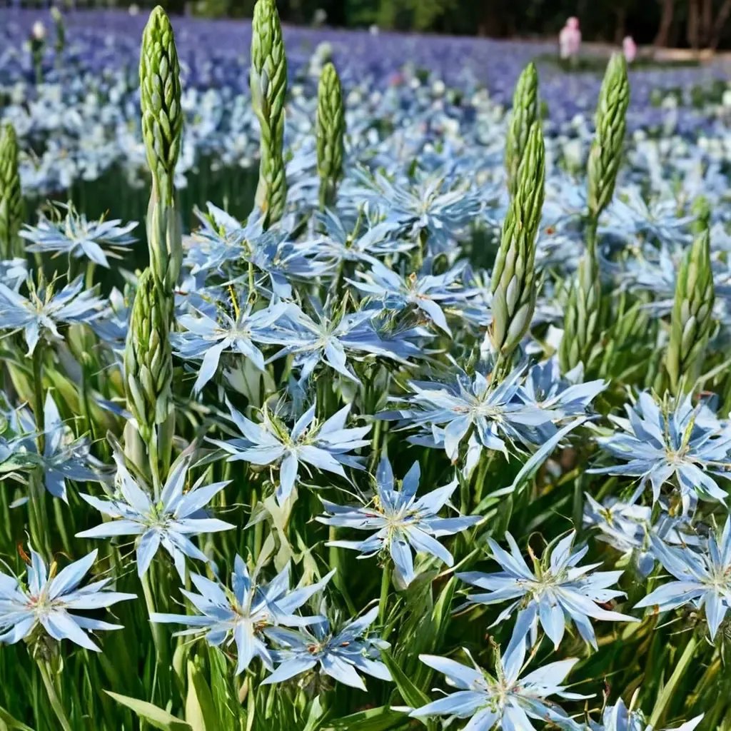 Camassia quamash 'Blue Heaven'