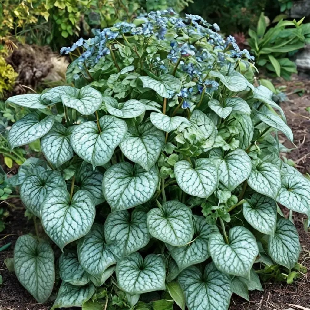 Brunnera macrophylla 'Alexander's Great'