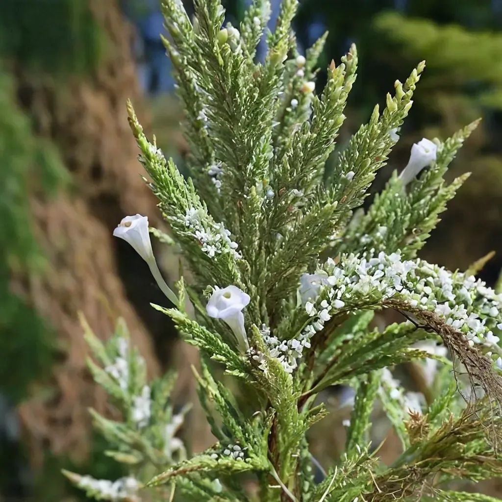 Fabiana imbricata