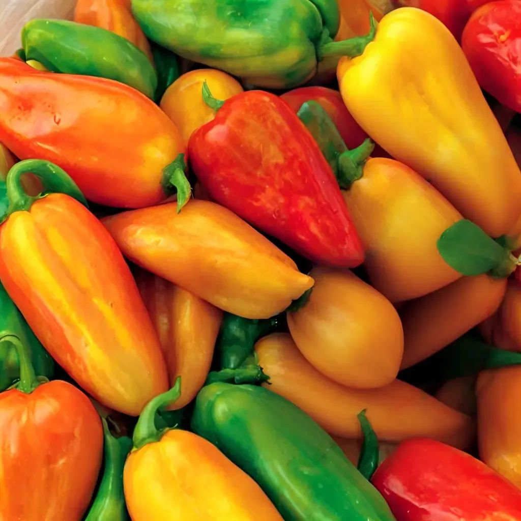 Capsicum annuum 'Yum Yums Hybrid Mixed Mini Bells'