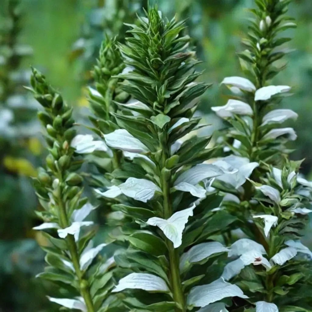 Acanthus mollis 'Rue Ledan'
