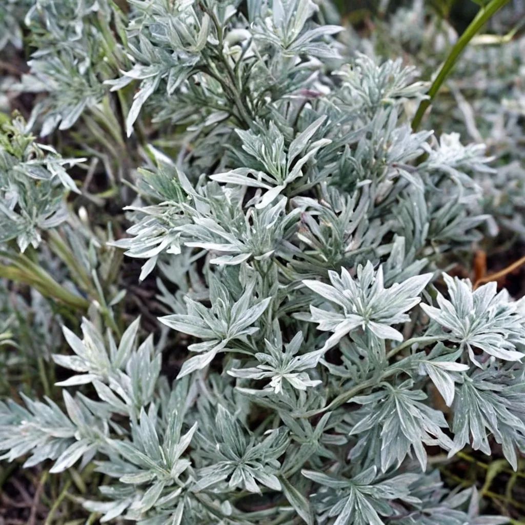 Artemisia x hybrida 'Huntington'