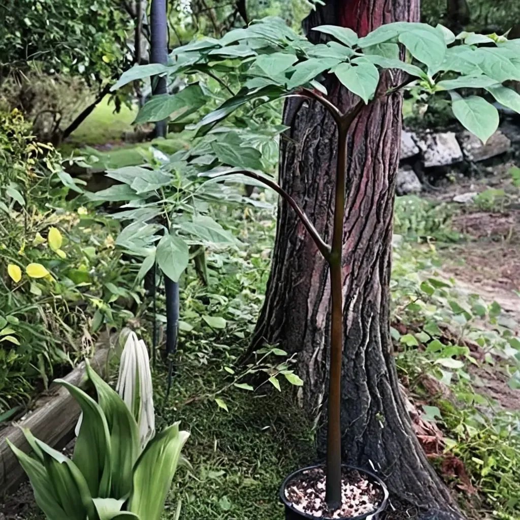 Amorphophallus konjac 'Nightstick'
