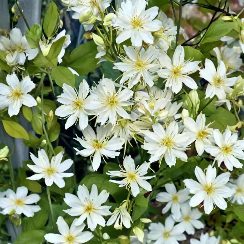 Clematis terniflora 'Summer Snow'