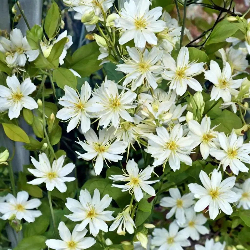 Clematis terniflora 'Summer Snow'