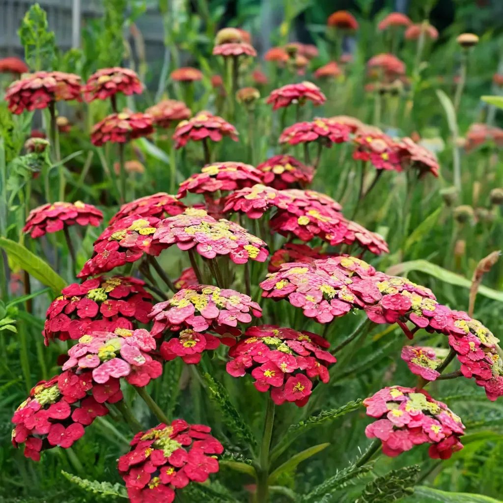 Achillea millefolium 'Paprika'