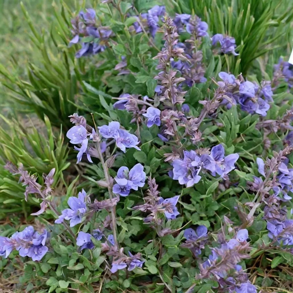 Nepeta racemosa
