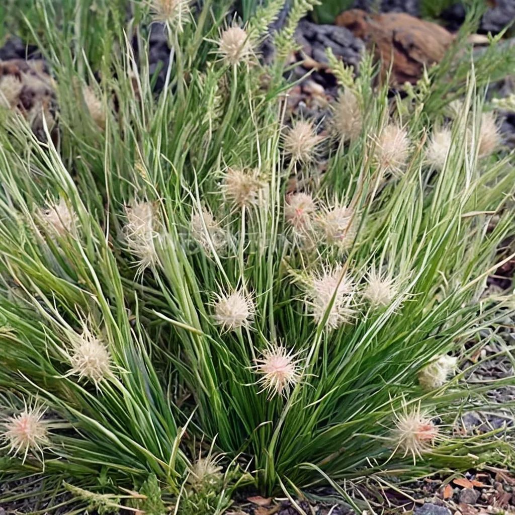 Pennisetum alopecuroides 'Little Honey'