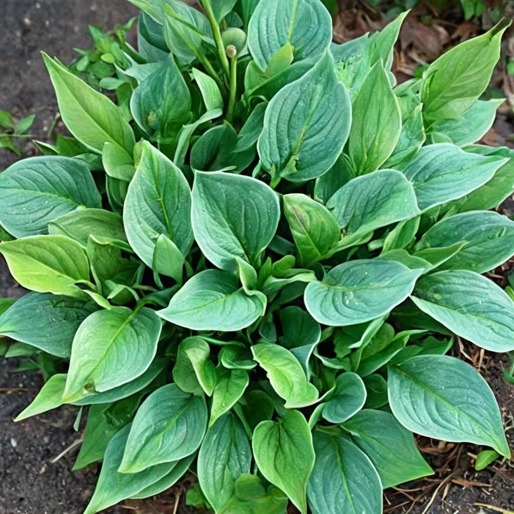 Hosta x hybrida 'Quilting Bee'