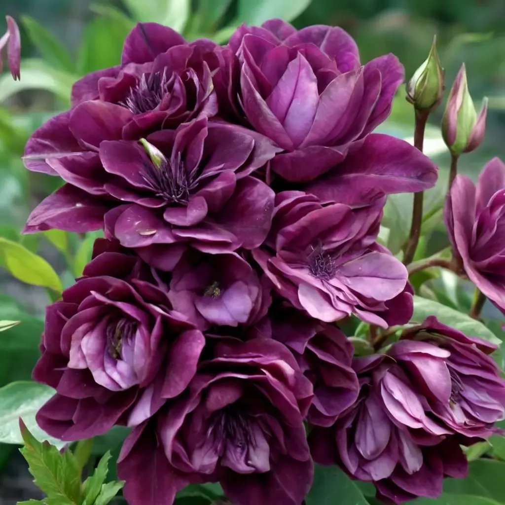 Rosa x hybrida 'Burgundy Iceberg'