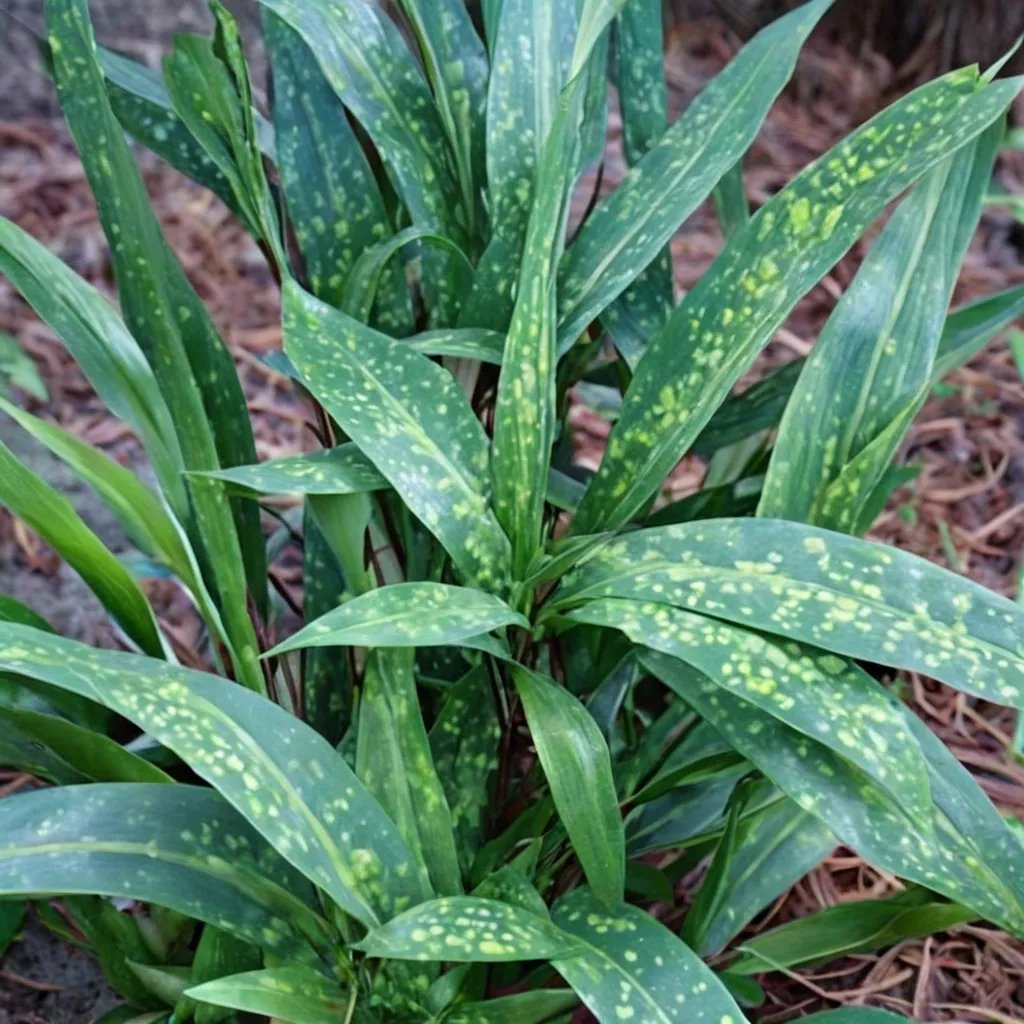 Aspidistra sichuanensis 'spotted form'