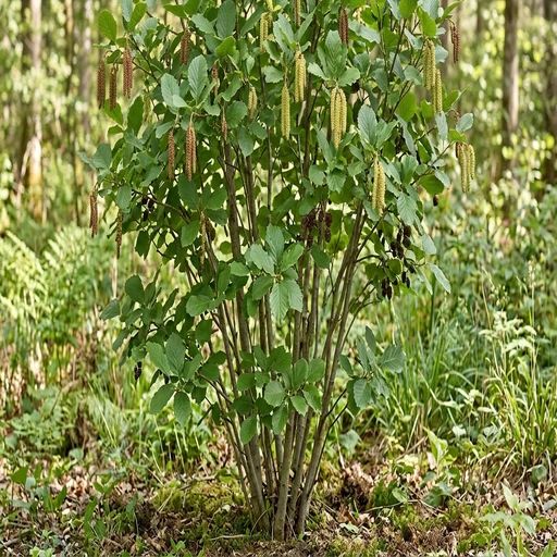 Alnus serrulata