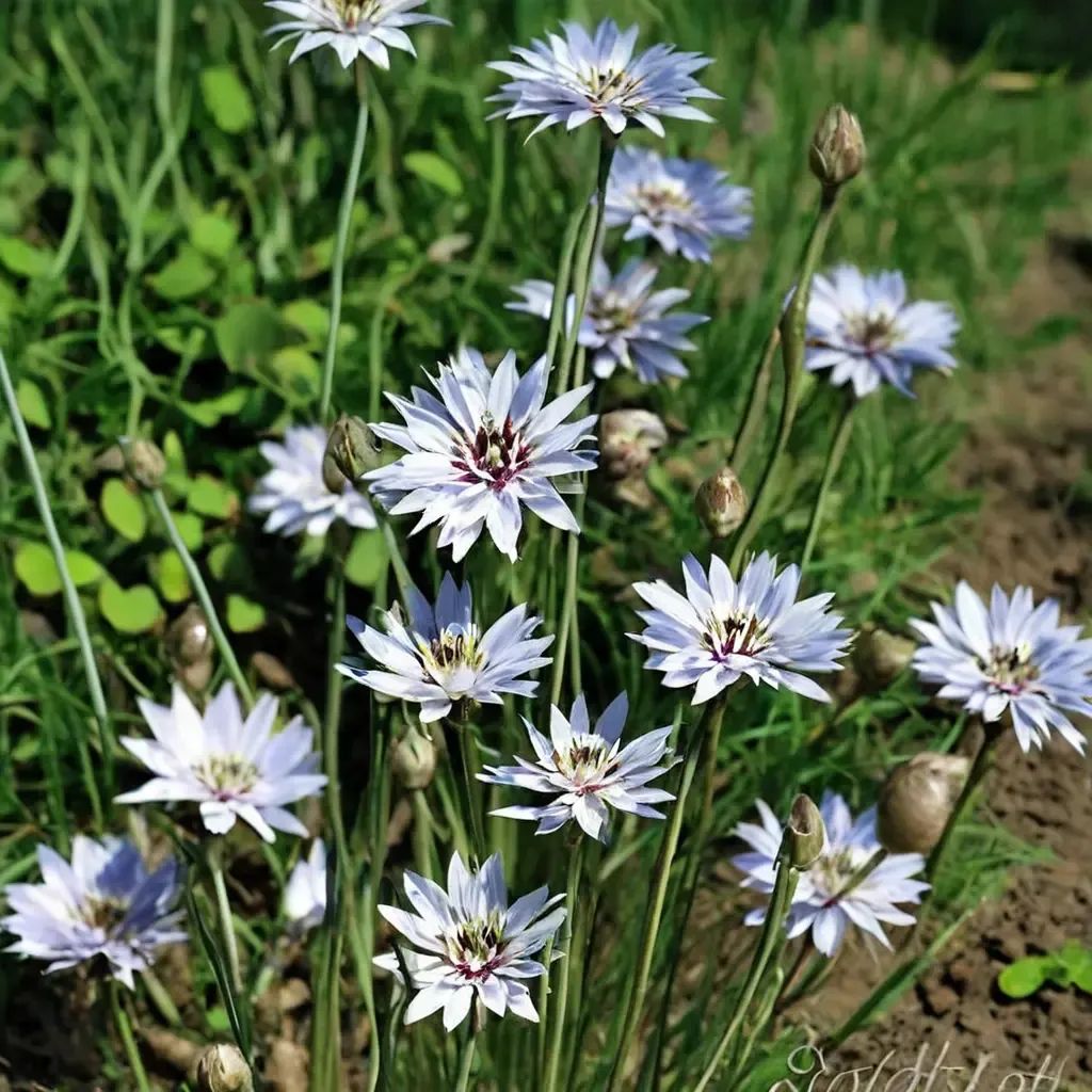 Catananche caerulea 'Alba'