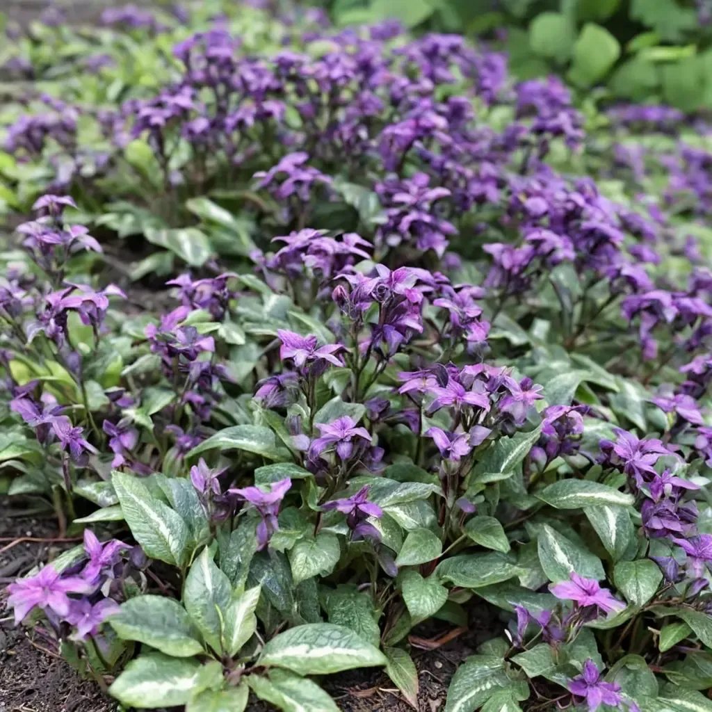 Lamium maculatum 'Chequers'