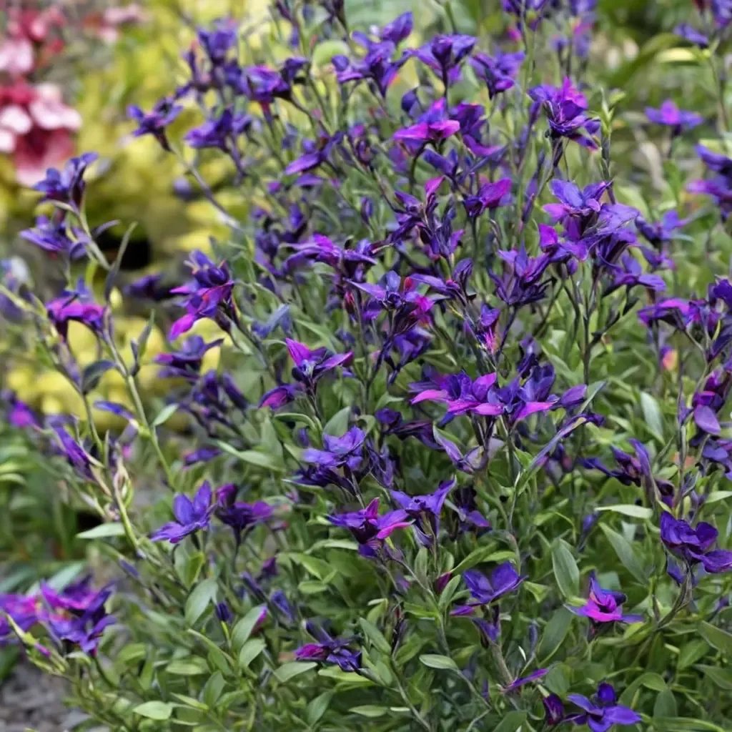 Salvia x jamensis 'Ignition Purple'