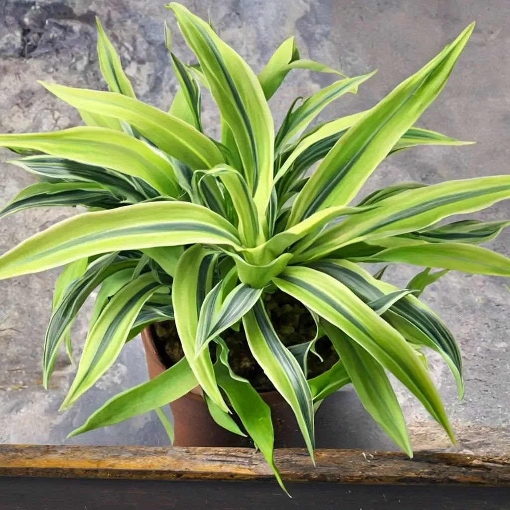 Dracaena fragrans 'Lemon Surprise'