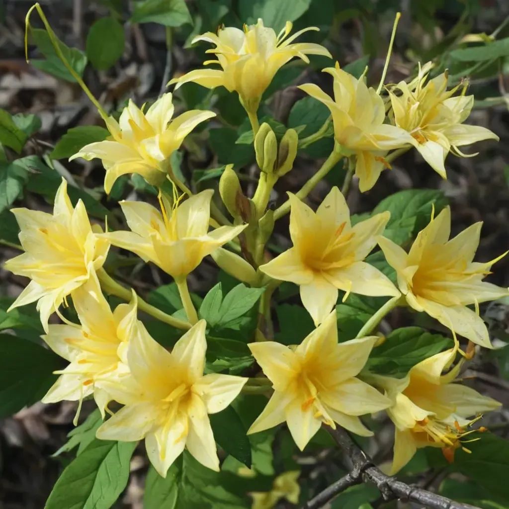 Rhododendron narcissiflorum 'Narcissiflorum'