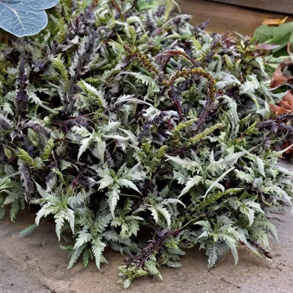 Athyrium niponicum 'Crested Surf'