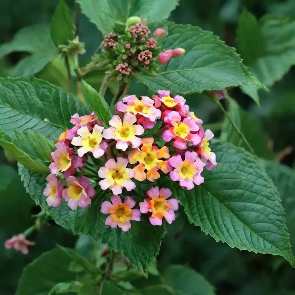 Lantana camara 'Ham and Eggs'