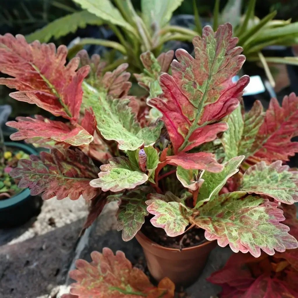 Plectranthus scutellarioides 'Indian Summer'