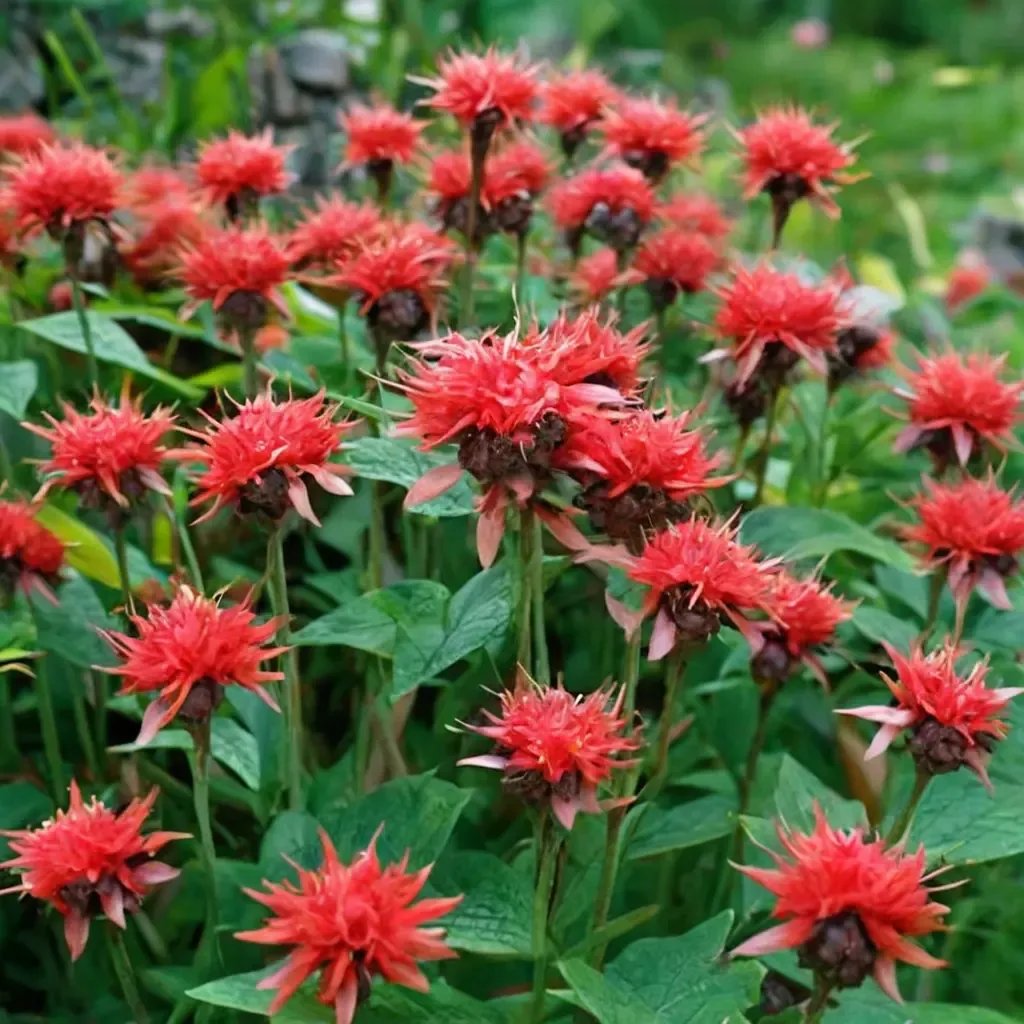 Monarda didyma 'Gardenview Scarlet'