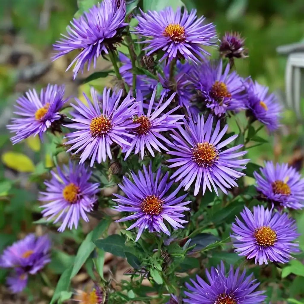 Aster novae-angliae